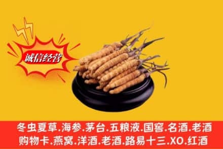南京市高淳名酒回收冬虫夏草.jpg